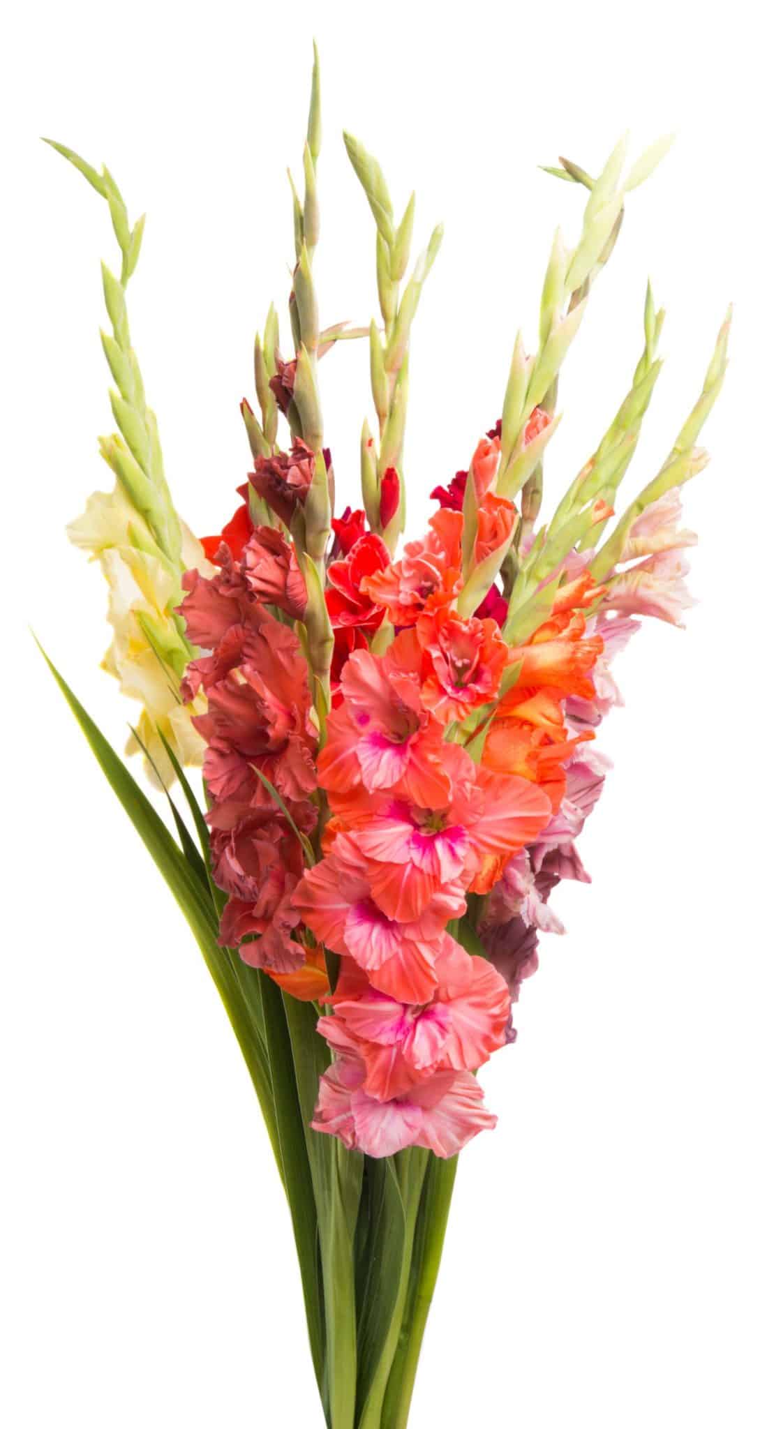 5 Fun Facts About the Gladiolus, August's Birth Flower Nanz and Kraft