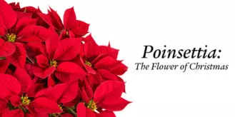 poin