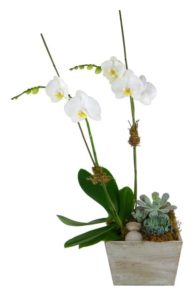 This unique combo includes a beautiful 2-stem Phalaenopsis Orchid plant and a variety of succulent plants. They are presented in a white-wash wooden container and accented with river rocks.