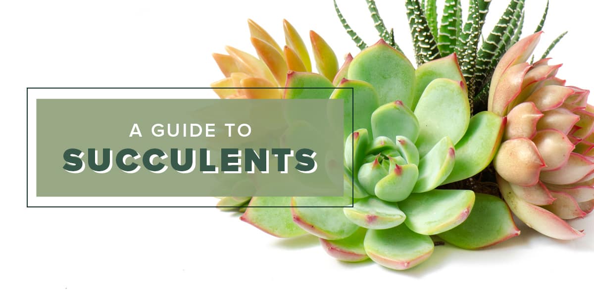 Simple Indoor Succulent Care - Nanz and Kraft Florists