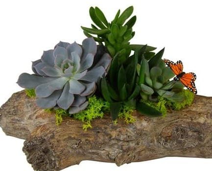 This unique little garden in a realistic, distressed-look, cement log, includes 4 different succulent plants. Accents include deer moss and a colorful butterfly.