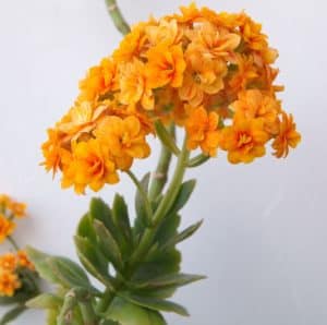 Orange Kalanchoe