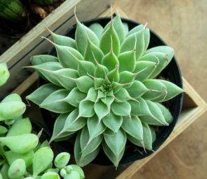 Succulent - Green Graptoveria z