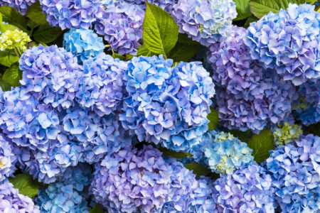 Hydrangea