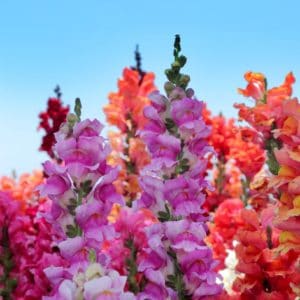 Pink Snapdragons